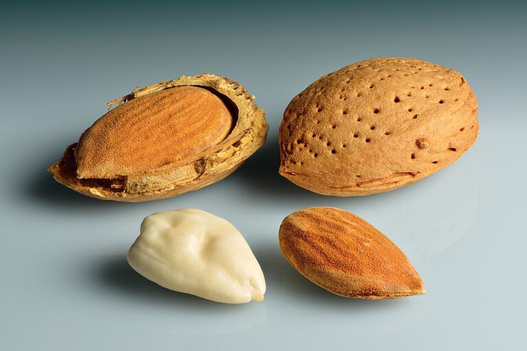 Nutrition and Its Health Benefits You Should Know About Almonds